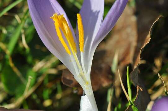 Imagem de Crocus