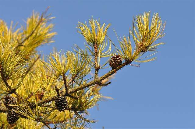 Image of pitch pine