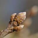 Image of Pontine Oak