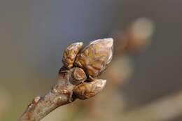 Image of Quercus pontica K. Koch