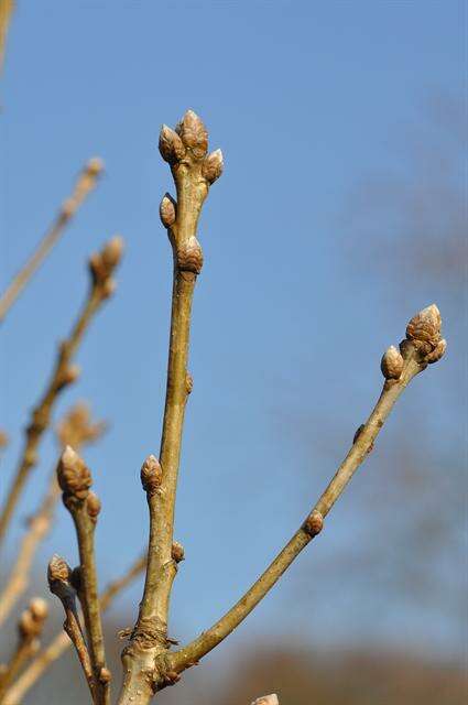 Image of Quercus pontica K. Koch