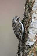 Image of treecreepers