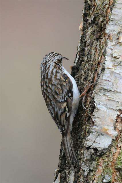 Image of treecreepers