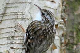 Image of treecreepers