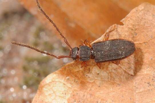 Image of <i>Uleiota planata</i>