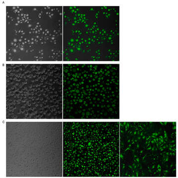 Image of Sendai virus