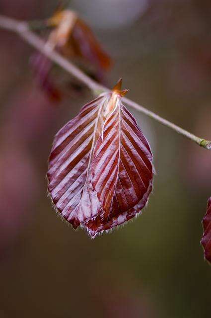 Image of beech