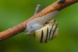 Image of Banded snails