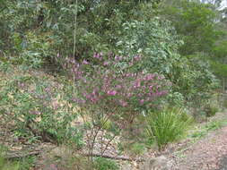 Слика од Indigofera australis Willd.