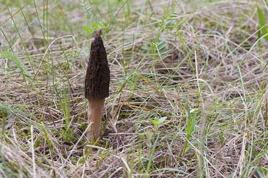 Plancia ëd Morchellaceae