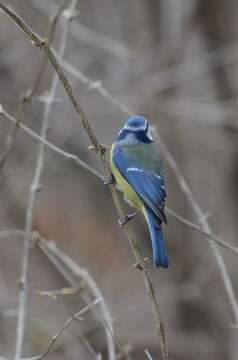 Image of <i>Parus caeruleus</i>