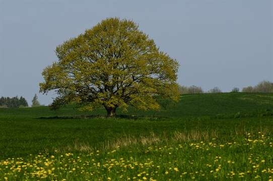 Image of beech family