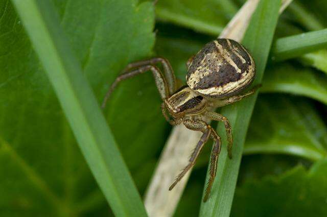 Image of crab spiders