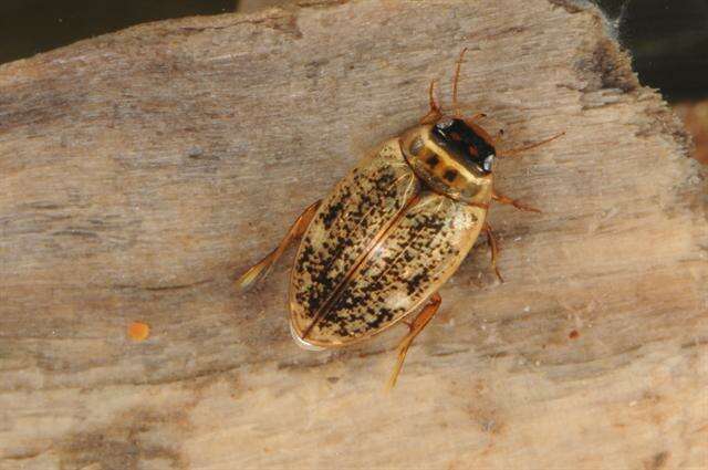 صورة Agabus (Gaurodytes) nebulosus (Forster 1771)