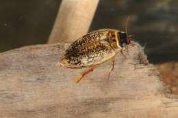 صورة Agabus (Gaurodytes) nebulosus (Forster 1771)