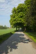 Image of Buckeyes & Horse-chestnuts