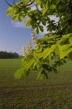 Imagem de Aesculus