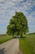 Image of Buckeyes & Horse-chestnuts