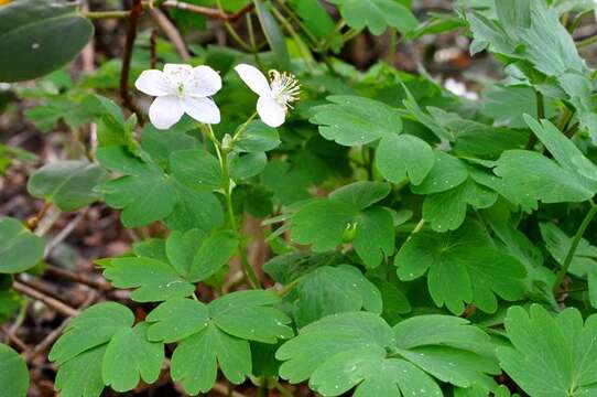 Image de Thalictrum thalictroides (L.) A. J. Eames & B. Boiv.