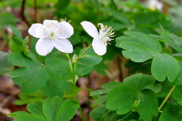 Image of Rue-Anemone