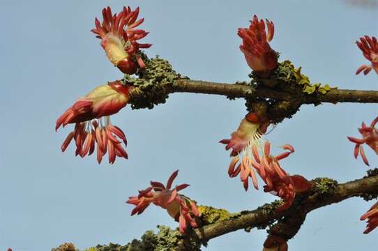 Image of katsura tree family