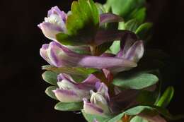 Image of Corydalis pumila (Host) Rchb.