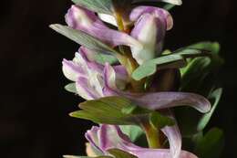 Image of Corydalis pumila (Host) Rchb.