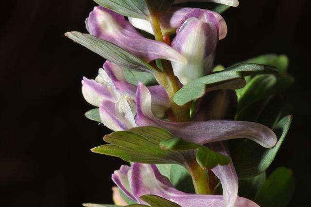 Image of Corydalis pumila (Host) Rchb.