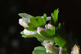 Image of Corydalis pumila (Host) Rchb.