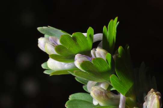 Image of Corydalis pumila (Host) Rchb.