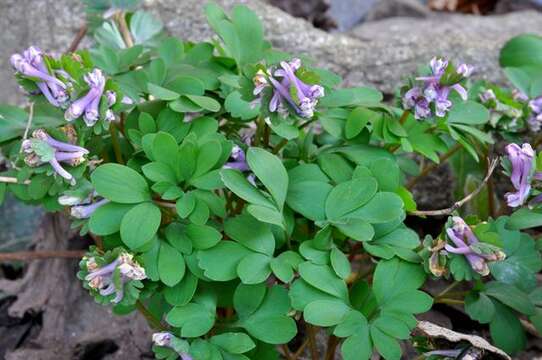 Image of Corydalis pumila (Host) Rchb.