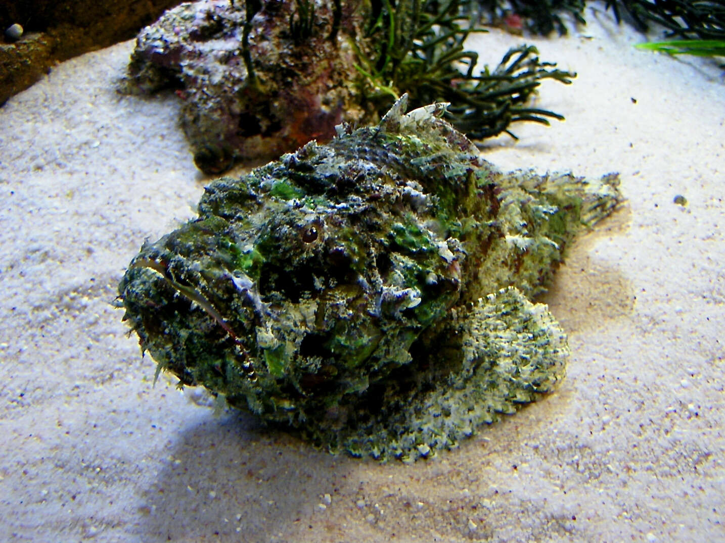 Image of Raggy scorpionfish