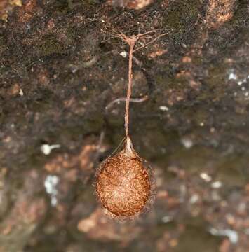 Image of pirate spiders