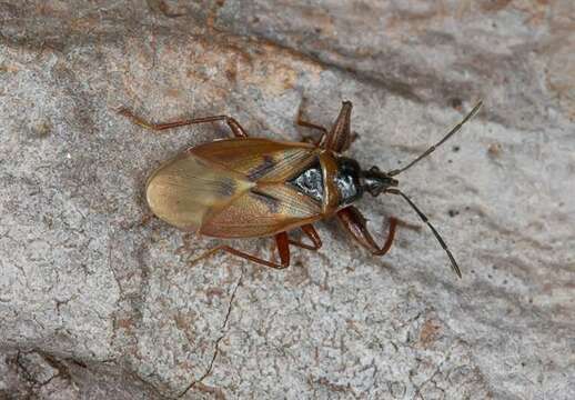 صورة Gastrodes