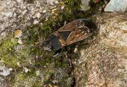 Image of dirt-colored seed bugs