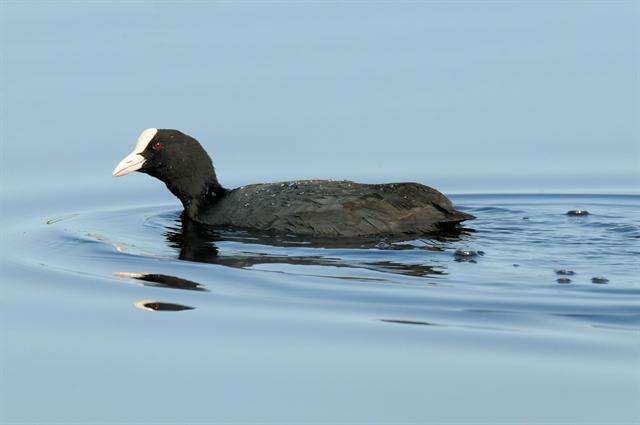 Imagem de Fulica Linnaeus 1758