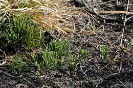 Image of Alpine Clubmosses