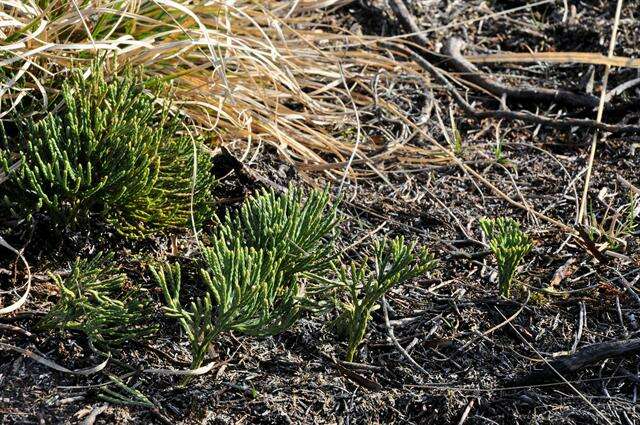 Image of Alpine Clubmosses