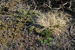 Image of Alpine Clubmosses