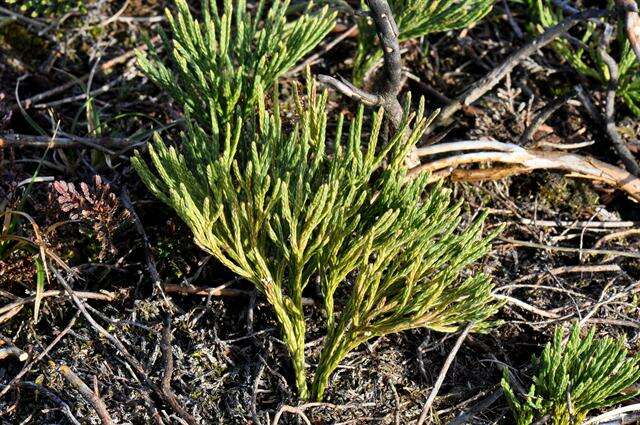 Image of Alpine Clubmosses