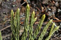 Image of Alpine Clubmosses