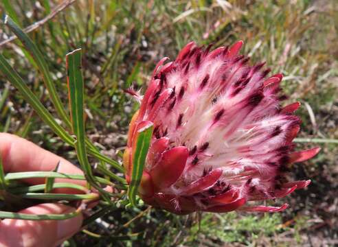 Image of Bashful protea