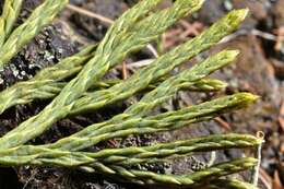 Image of Alpine Clubmosses