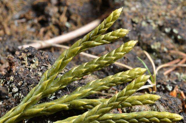 Image of Alpine Clubmosses