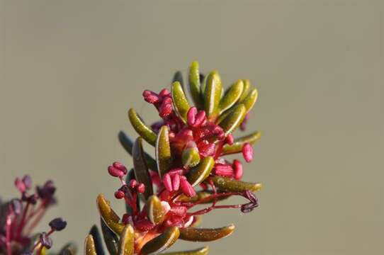 Image of crowberry