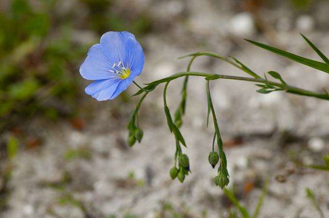 Image of flax family