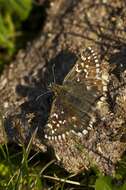 Image of Checkered-Skippers