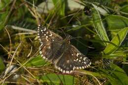 Image of Checkered-Skippers