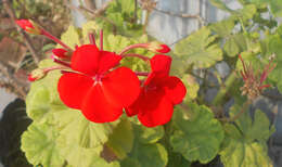 Imagem de Pelargonium