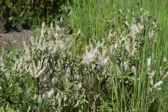 Image of Salix glaucosericea B. Flod.